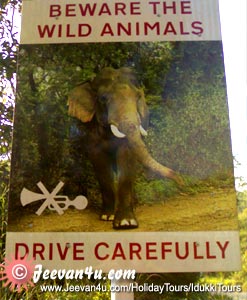 Beware of Elephants 